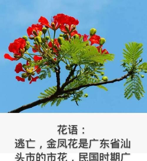 金凤花代表的童真花语有何含义？