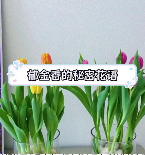 桃花与郁金香的花语有何不同？