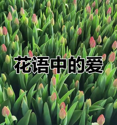 桃花与郁金香的花语有何不同？