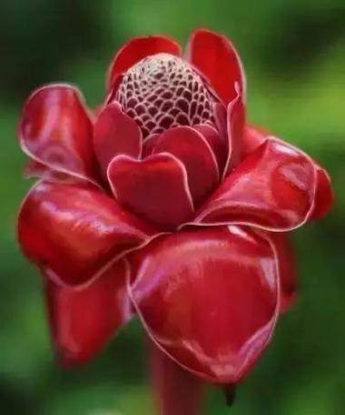 贯叶连翘的花语有何特别之处？
