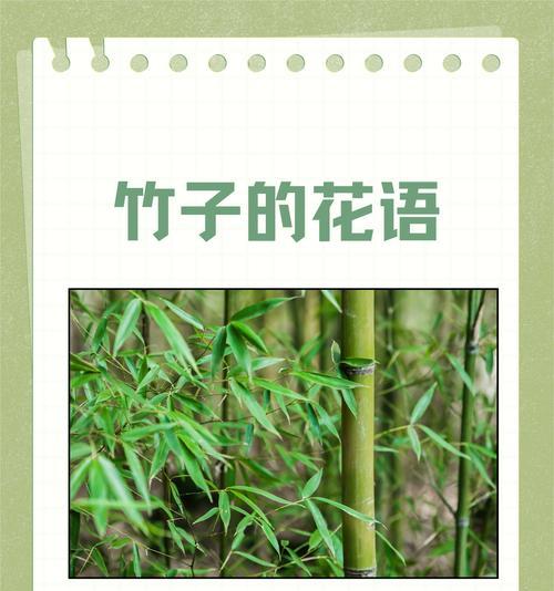 荷花与竹子的花语有何共同之处？