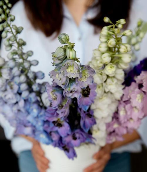 表达屈服的花语有哪些？如何通过花卉表达歉意？