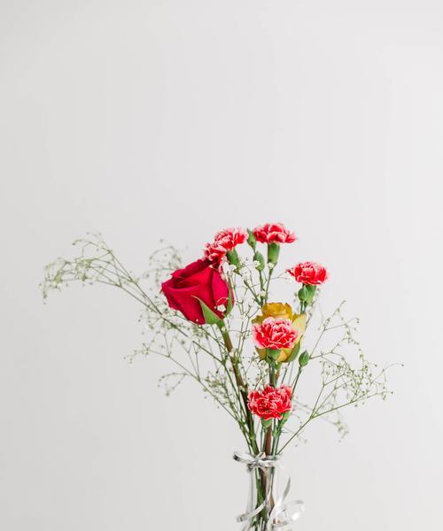 表达屈服的花语有哪些？如何通过花卉表达歉意？