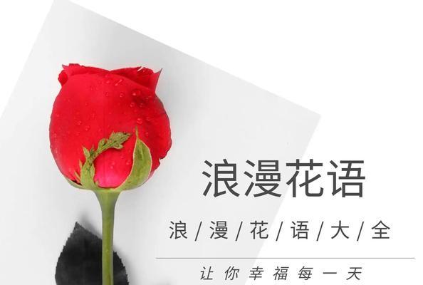 表达屈服的花语有哪些？如何通过花卉表达歉意？