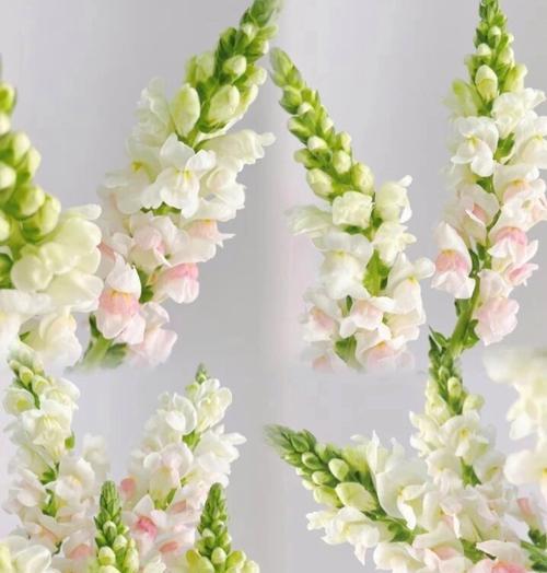 信赖的花语有哪些？如何选择表达信任的花卉？