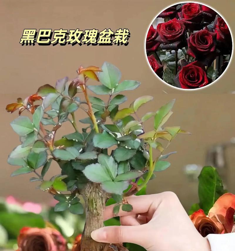 信赖的花语有哪些？如何选择表达信任的花卉？