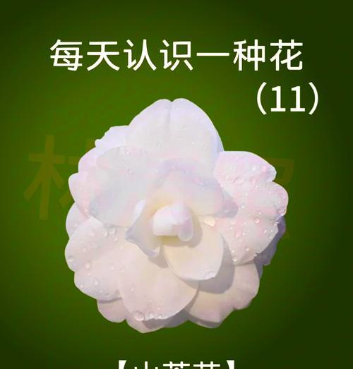 信赖的花语有哪些？如何选择表达信任的花卉？