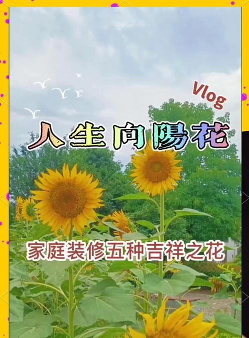 什么花语寓意好？如何选择寓意吉祥的花卉？