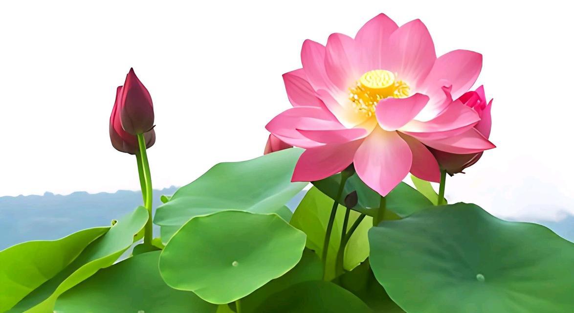 碗莲花语是什么？如何表达碗莲的唯美寓意？