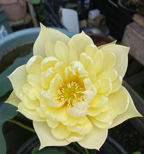 碗莲花语是什么？如何表达碗莲的唯美寓意？