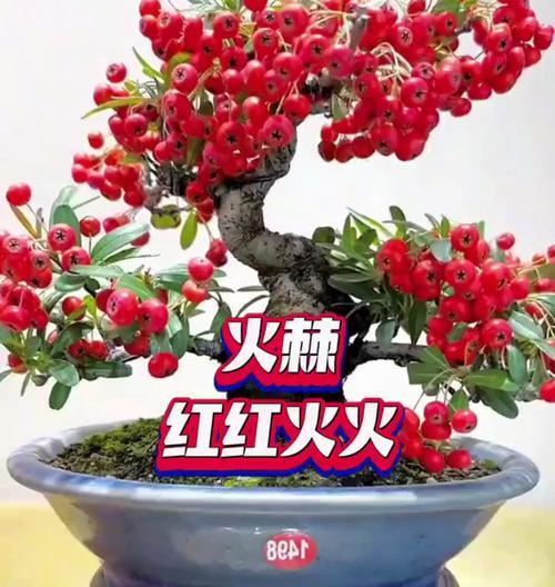 火棘的花语有哪些？火棘的寓意是什么？