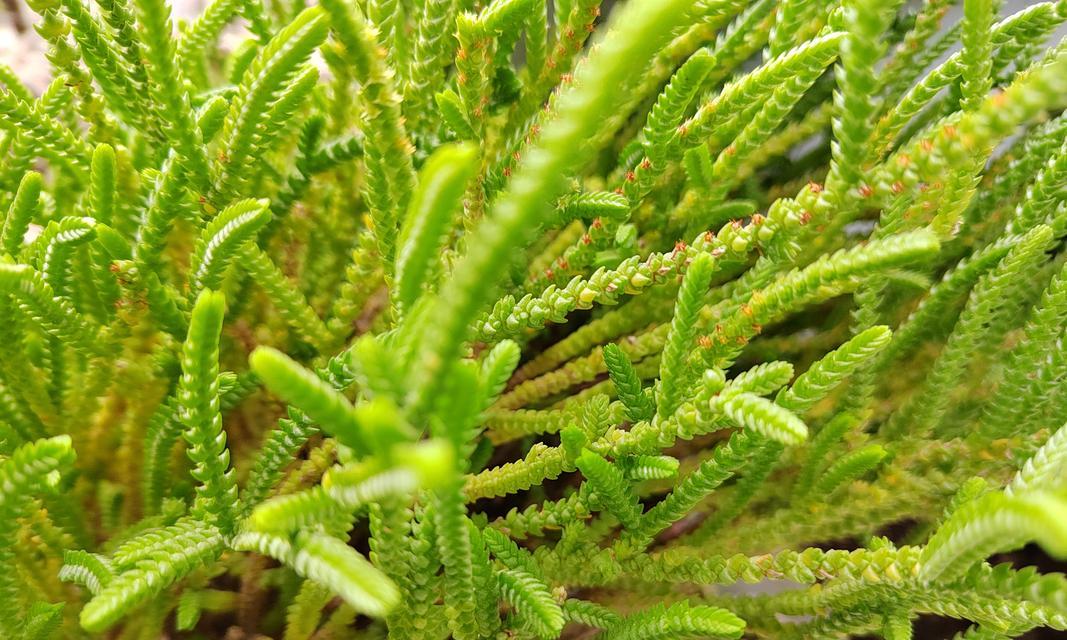 若绿植物的花语代表什么？若绿的寓意是什么？