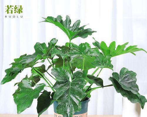 若绿植物的花语代表什么？若绿的寓意是什么？