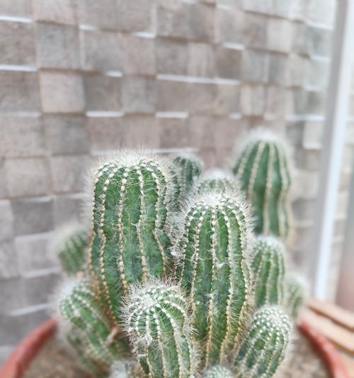 若绿植物的花语代表什么？若绿的寓意是什么？