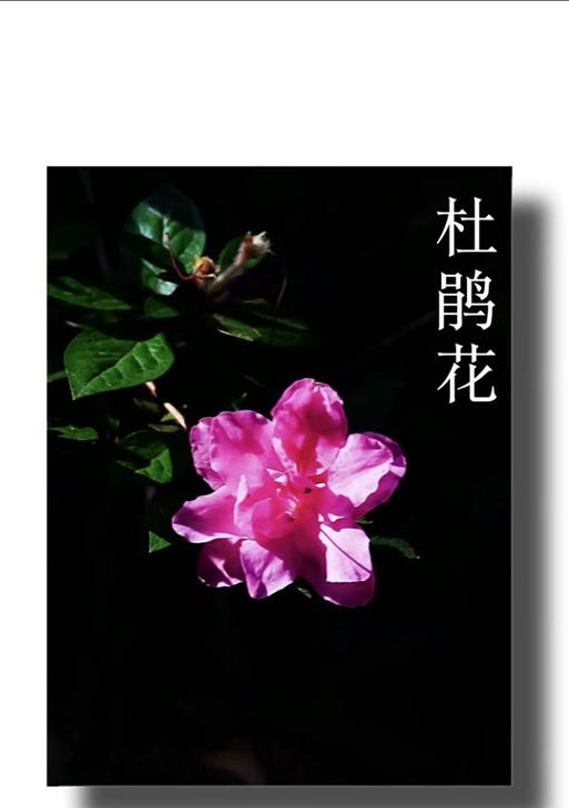 杜鹃花有哪些花语？山花杜鹃的寓意是什么？
