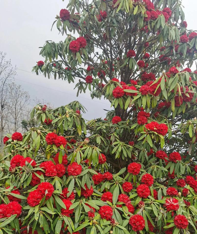 杜鹃花有哪些花语？山花杜鹃的寓意是什么？