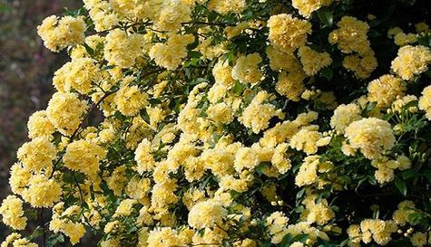 木香花的花语是什么？木香花还有哪些别称？