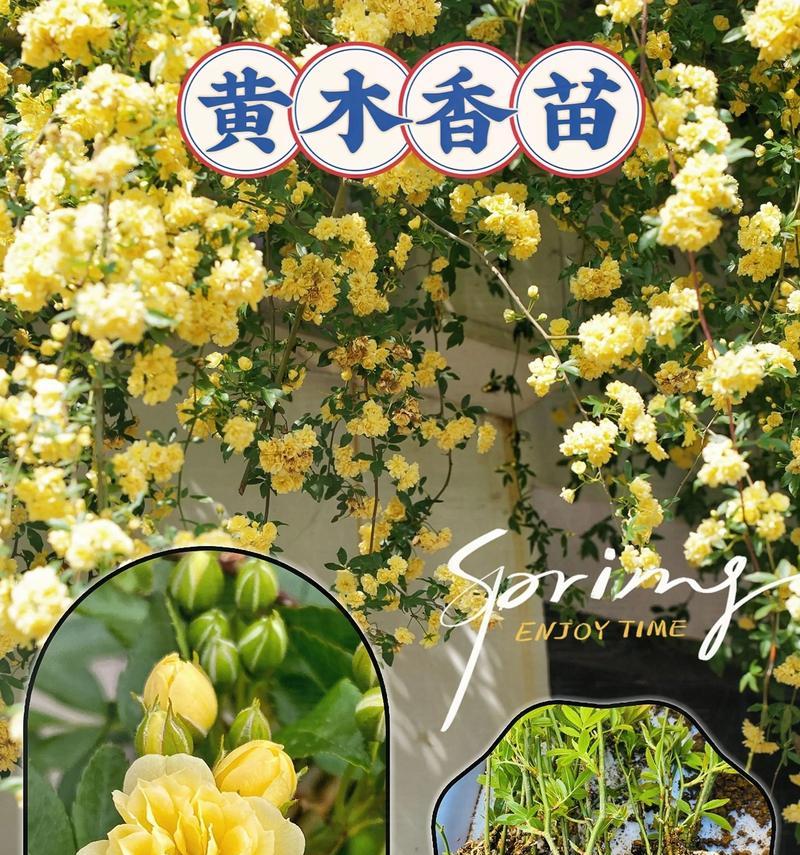 木香花的花语是什么？木香花还有哪些别称？