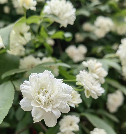 木香花的花语是什么？木香花还有哪些别称？