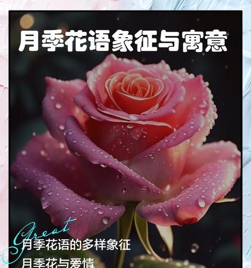 月季花的宣传花语是什么？如何用月季花语做宣传？