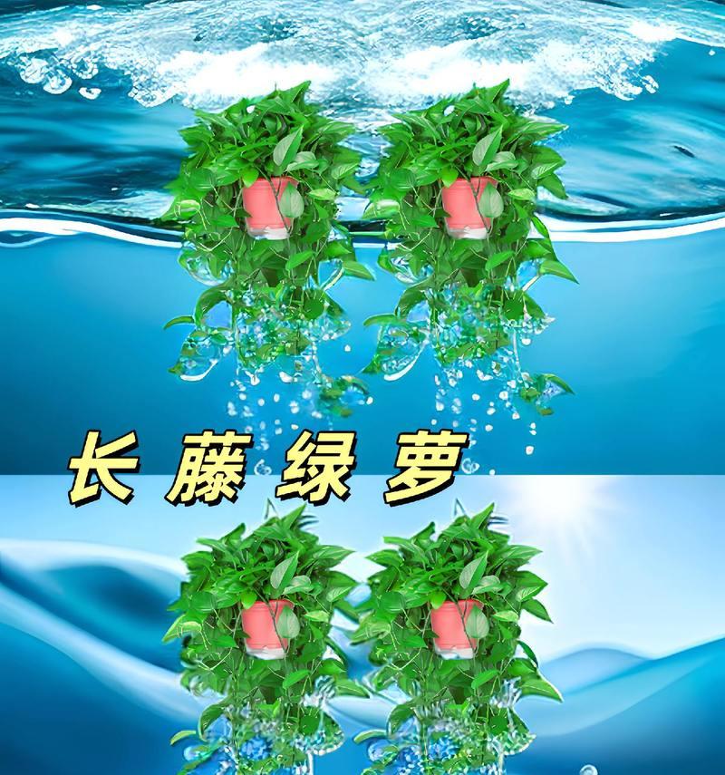 绿萝的花语有哪些？绿萝的意义是什么？