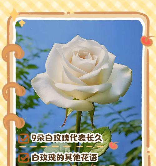 98朵玫瑰代表什么花语？玫瑰花语98的含义是什么？