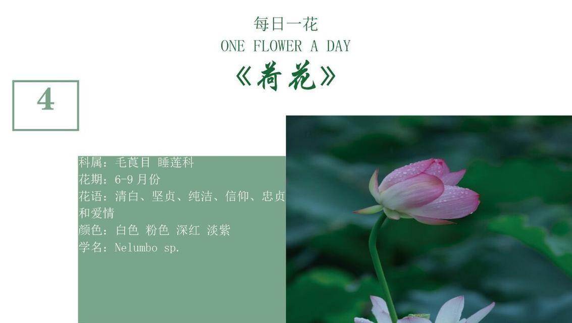 荷花的花语和寓意是什么？荷花代表了什么？