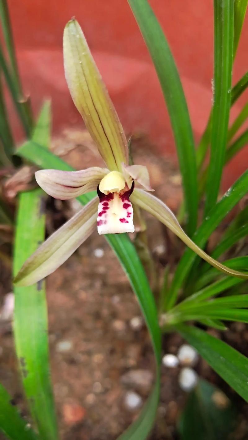 春兰花的花语是什么？春兰花的寓意有哪些？