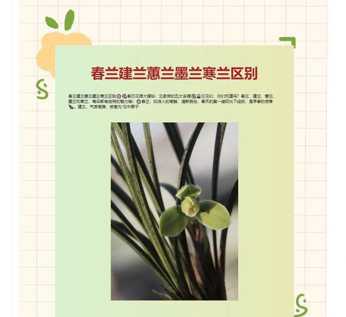 春兰花的花语是什么？春兰花的寓意有哪些？