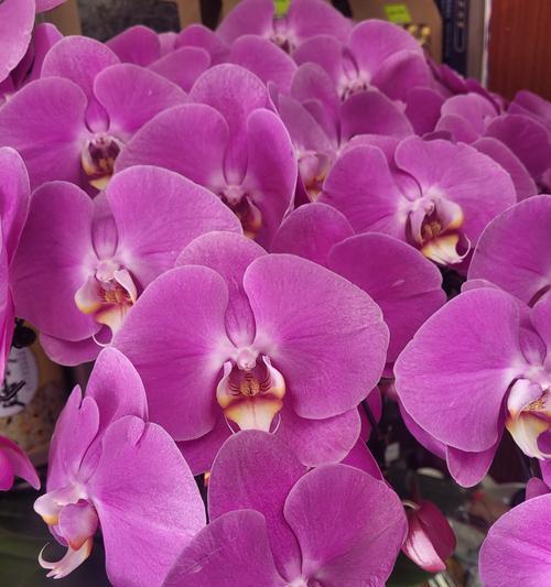 春兰花的花语是什么？春兰花的寓意有哪些？
