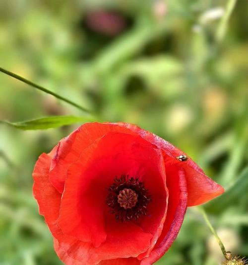 红色牵牛花的花语是什么？红色牵牛花代表了什么？