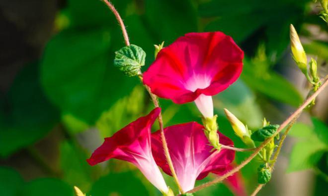 红色牵牛花的花语是什么？红色牵牛花代表了什么？