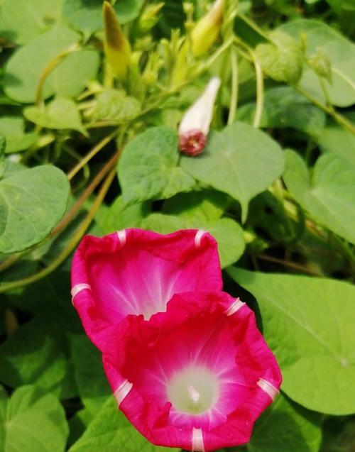 红色牵牛花的花语是什么？红色牵牛花代表了什么？