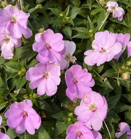 凤仙花的唯美花语是什么？凤仙花有何寓意？