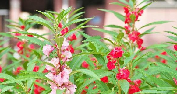 凤仙花的唯美花语是什么？凤仙花有何寓意？
