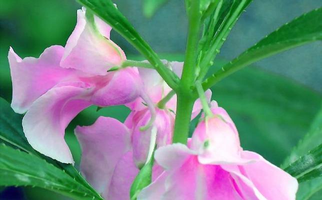 凤仙花的唯美花语是什么？凤仙花有何寓意？