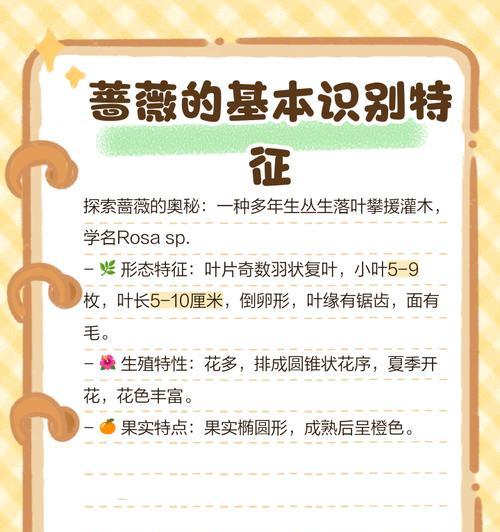 不同种类的蔷薇花花语是什么？蔷薇花种类的寓意有哪些？