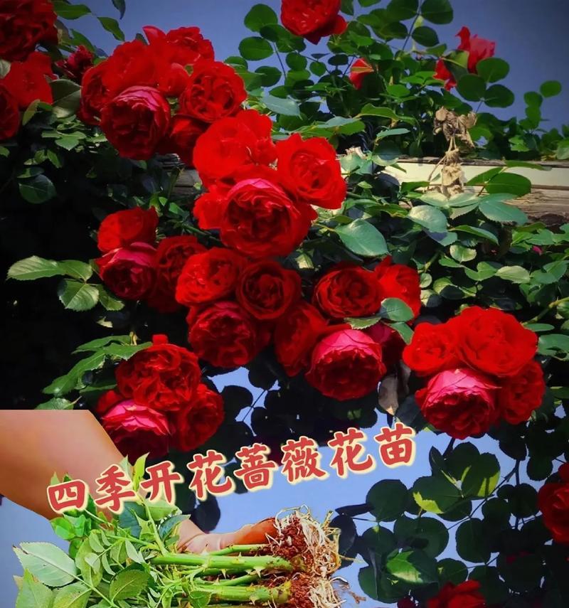 不同种类的蔷薇花花语是什么？蔷薇花种类的寓意有哪些？