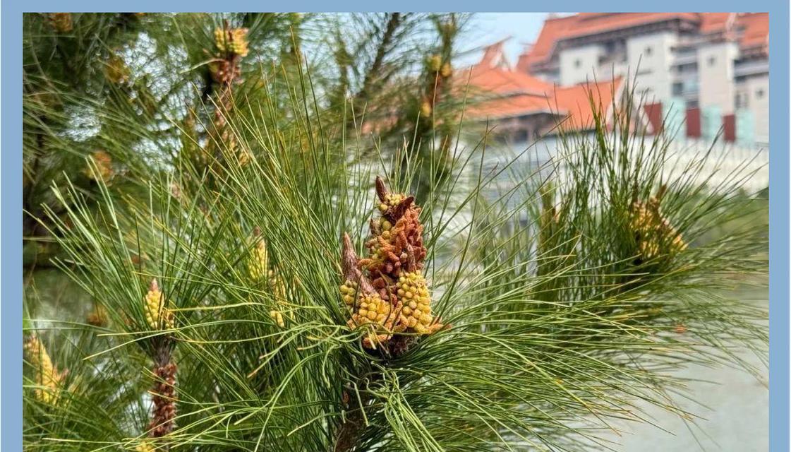 马尾松果实的花语是什么？马尾松果实有何寓意？