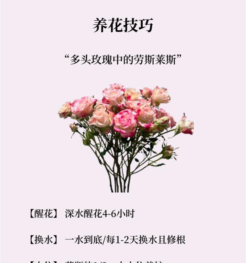 黄多头玫瑰代表什么意思？花语有哪些？