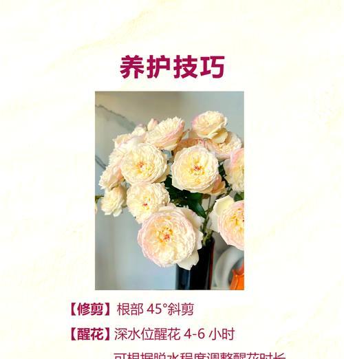 黄多头玫瑰代表什么意思？花语有哪些？
