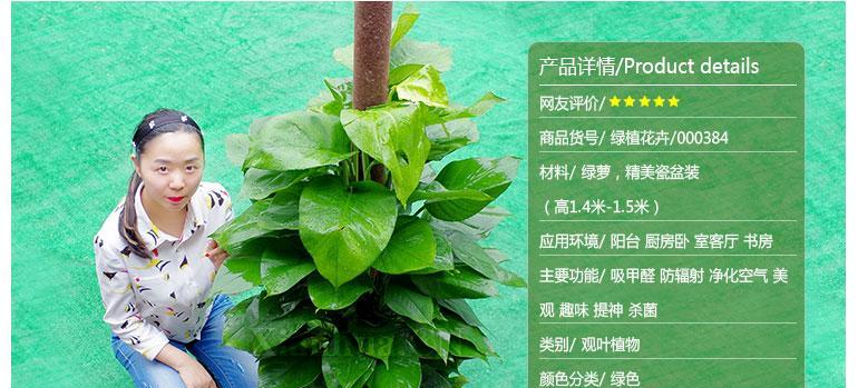 绿箩的花语有哪些含义？