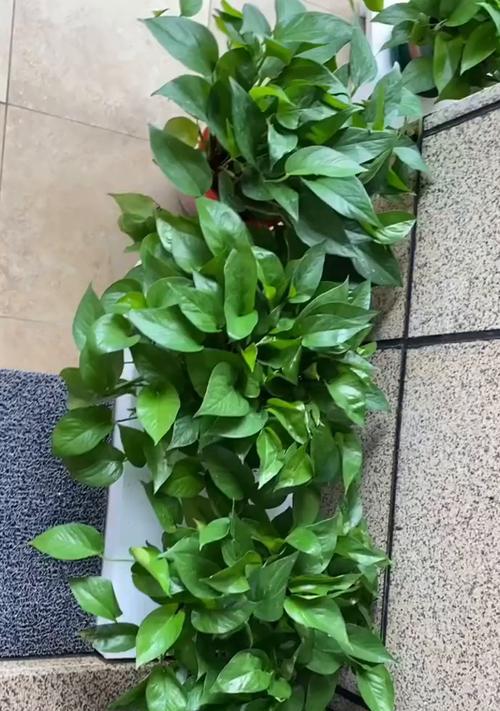 绿箩的花语有哪些含义？