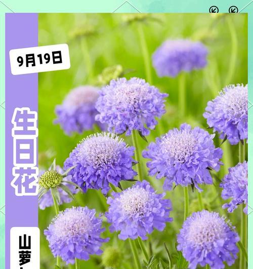 每个月份的花语代表什么？