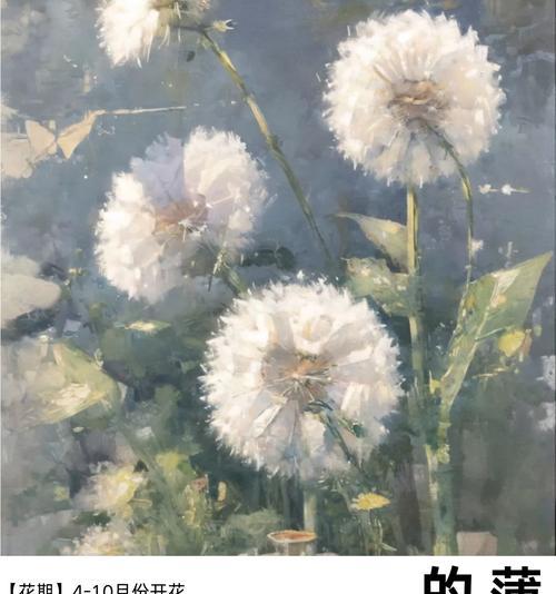 回忆的花语通常是什么？