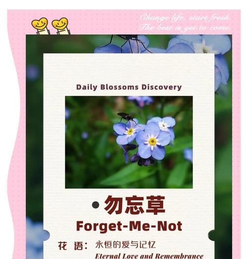 回忆的花语通常是什么？