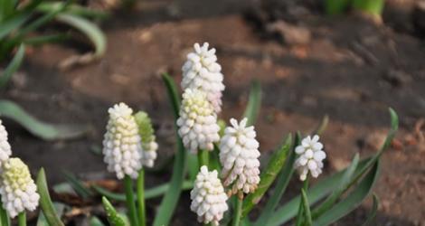 白色风信花的花语是什么？