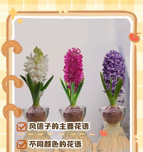 白色风信花的花语是什么？