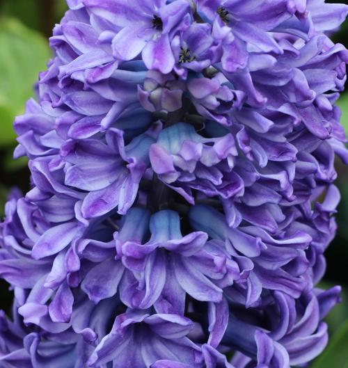 白色风信花的花语是什么？