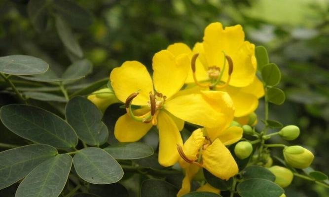珍珠决明花的花语有哪些？